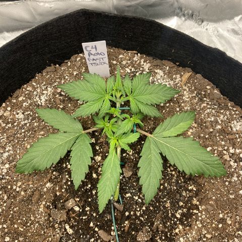 C4 Auto 2fast4buds growlog photo: Staked down to node and tucked fan leaves.