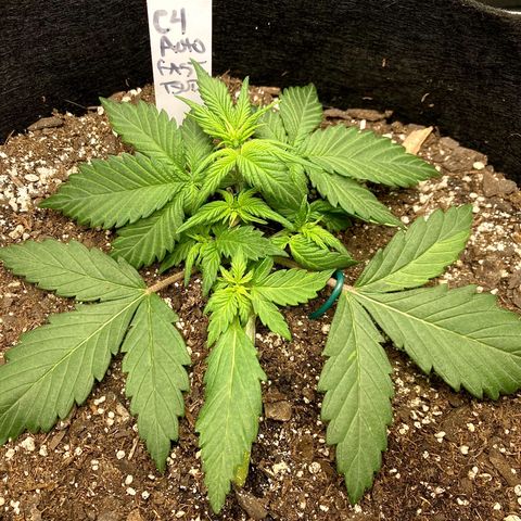 C4 Auto 2fast4buds growlog timeline photo