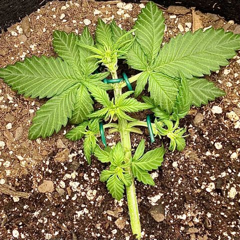C4 Auto 2fast4buds growlog timeline photo