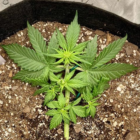 C4 Auto 2fast4buds growlog timeline photo