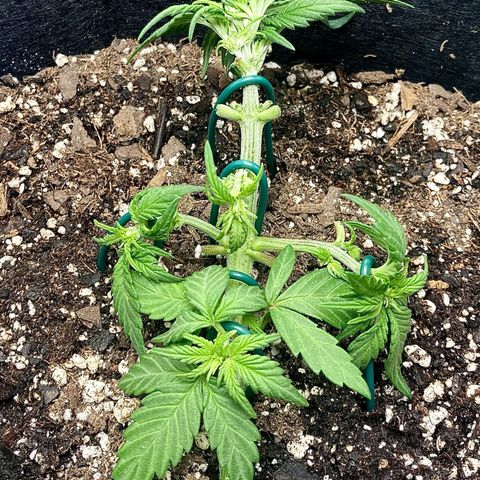 C4 Auto 2fast4buds growlog timeline photo
