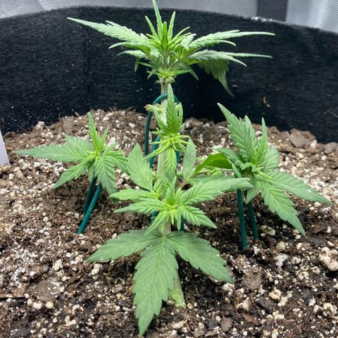 C4 Auto 2fast4buds growlog timeline photo