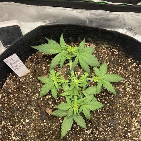C4 Auto 2fast4buds growlog photo: Got a little nutrients on the leaves while feeding, so that’s why some leaves look dusty. 