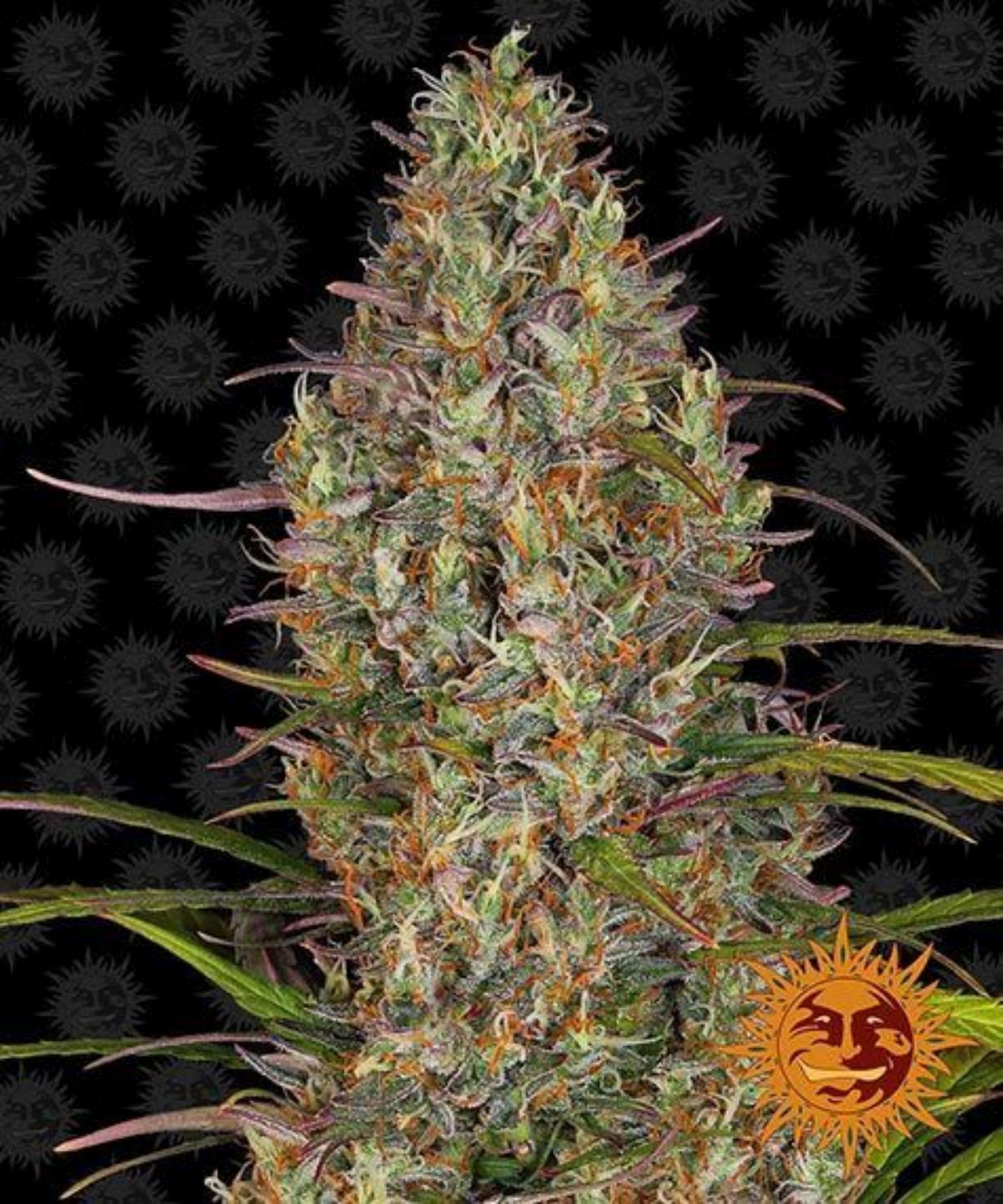 Glue Gelato Auto #1 growlog header