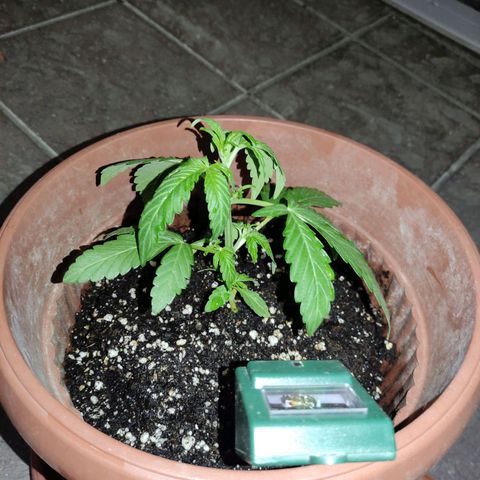 Runtz Auto growlog timeline photo