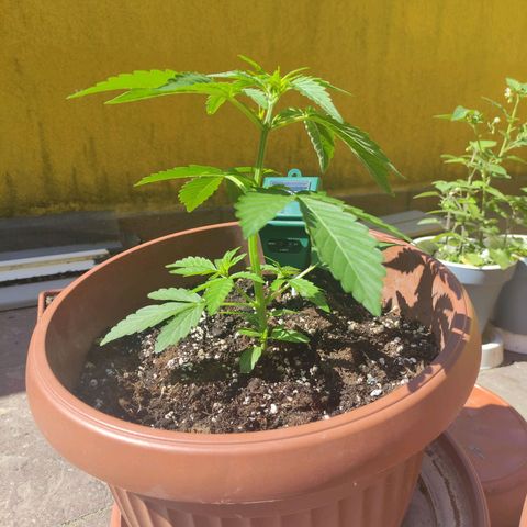 Runtz Auto growlog timeline photo