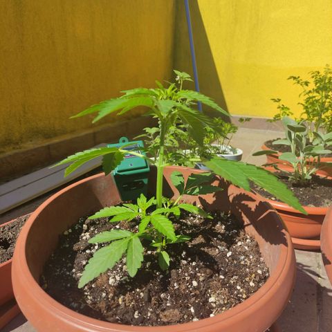 Runtz Auto growlog timeline photo