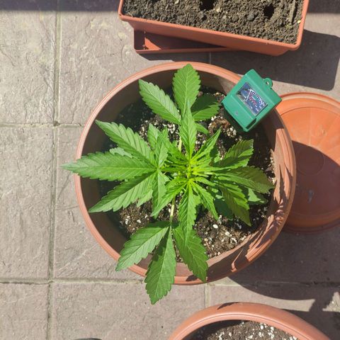 Runtz Auto growlog timeline photo