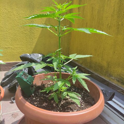 Runtz Auto growlog timeline photo