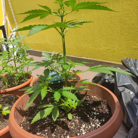 Runtz Auto growlog timeline photo