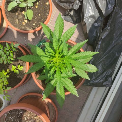 Runtz Auto growlog timeline photo