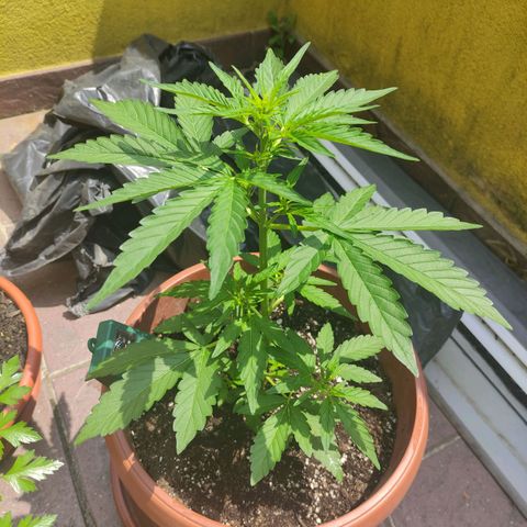 Runtz Auto growlog timeline photo