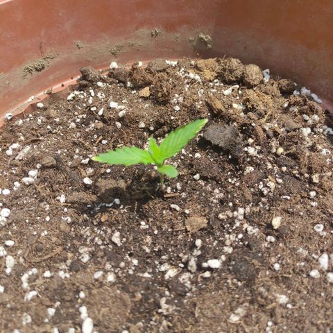 Sunset Sherbet growlog timeline photo