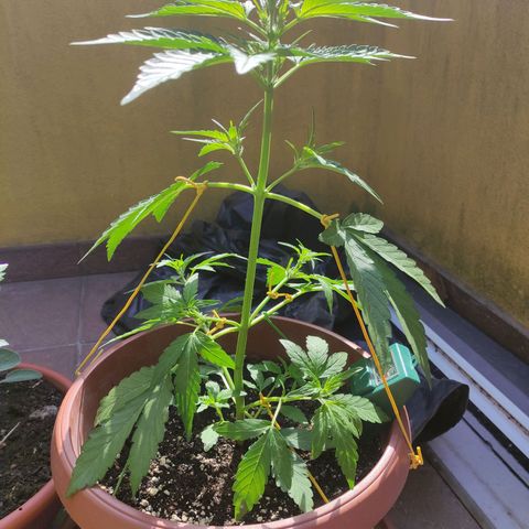 Runtz Auto growlog timeline photo