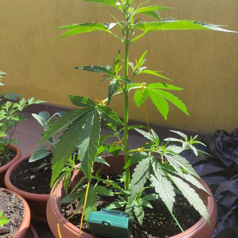 Runtz Auto growlog timeline photo