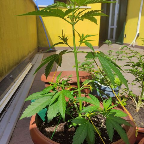 Runtz Auto growlog timeline photo