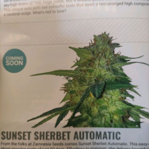 Sunset Sherbet growlog timeline photo