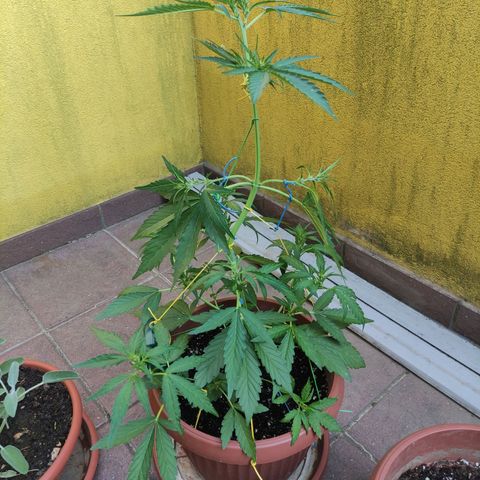 Runtz Auto growlog timeline photo