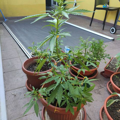 Runtz Auto growlog timeline photo
