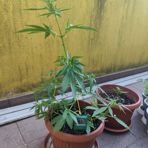 Runtz Auto growlog timeline photo