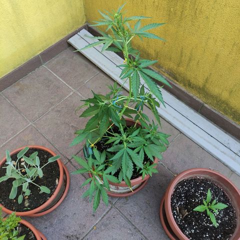 Runtz Auto growlog timeline photo
