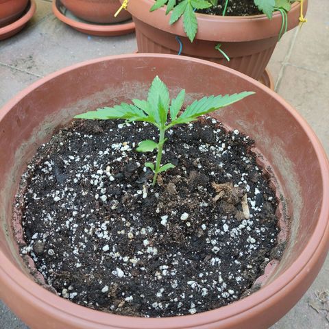 Sunset Sherbet growlog timeline photo