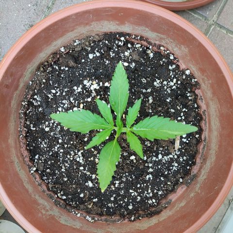 Sunset Sherbet growlog timeline photo