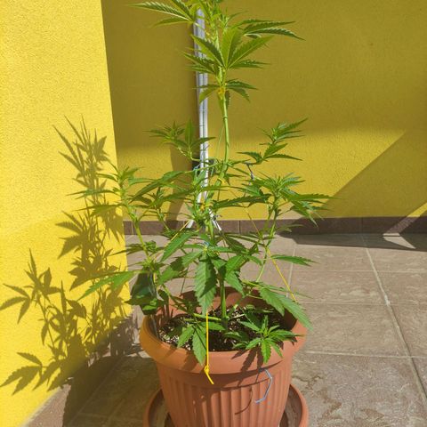 Runtz Auto growlog timeline photo