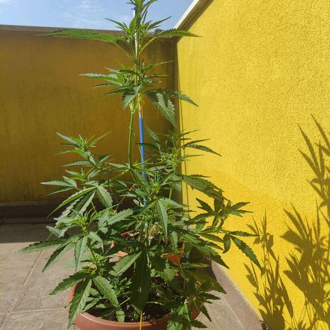 Runtz Auto growlog timeline photo