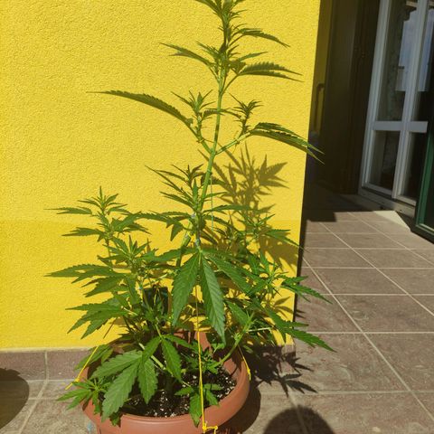 Runtz Auto growlog timeline photo