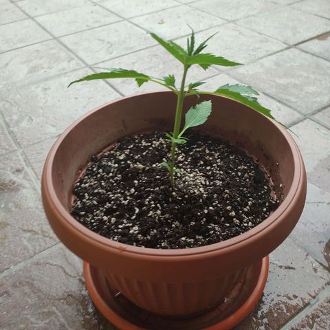 Sunset Sherbet growlog timeline photo