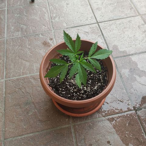 Sunset Sherbet growlog timeline photo
