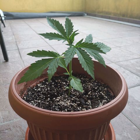 Sunset Sherbet growlog timeline photo