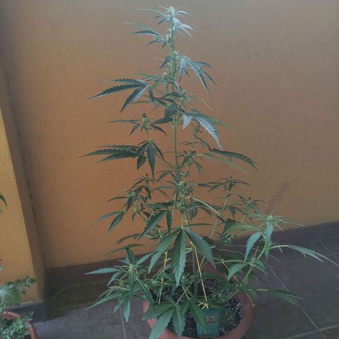 Runtz Auto growlog timeline photo
