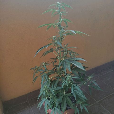 Runtz Auto growlog timeline photo