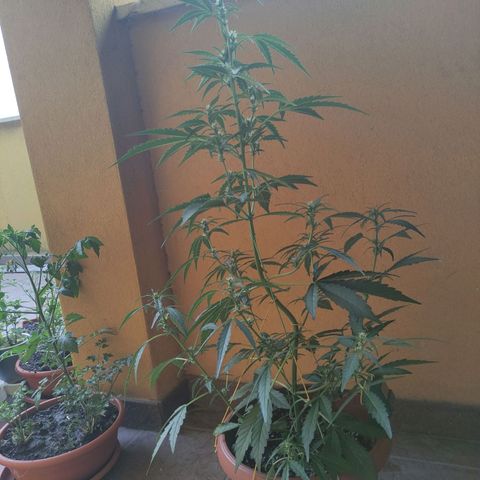 Runtz Auto growlog timeline photo