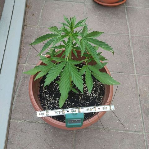Sunset Sherbet growlog timeline photo