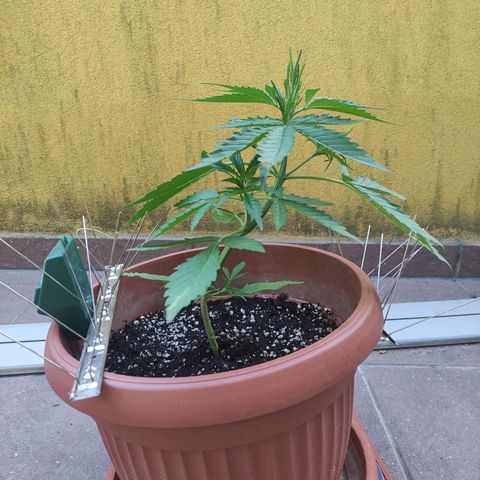 Sunset Sherbet growlog timeline photo