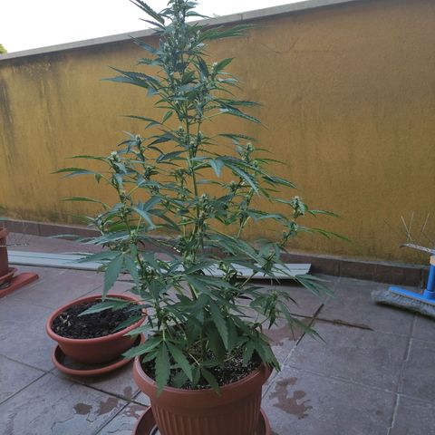 Runtz Auto growlog timeline photo