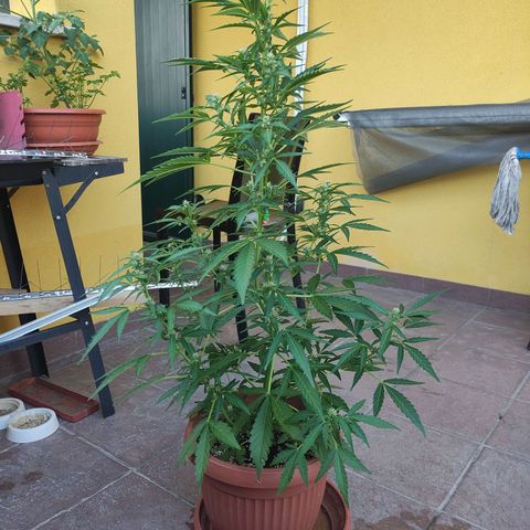 Runtz Auto growlog timeline photo