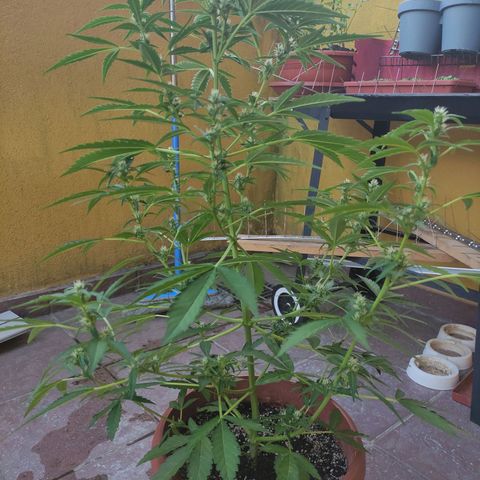 Runtz Auto growlog timeline photo