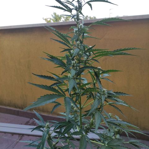 Runtz Auto growlog timeline photo