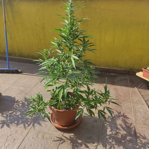 Runtz Auto growlog timeline photo