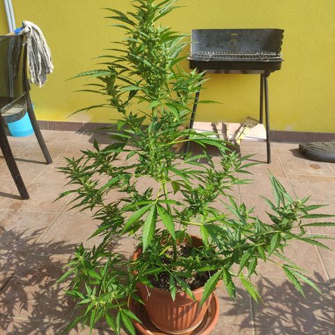 Runtz Auto growlog timeline photo