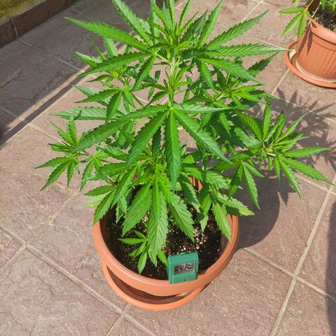 Sunset Sherbet growlog timeline photo
