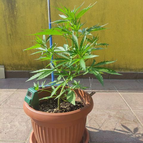 Sunset Sherbet growlog timeline photo