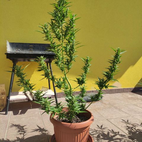 Runtz Auto growlog timeline photo