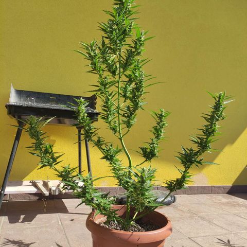 Runtz Auto growlog timeline photo