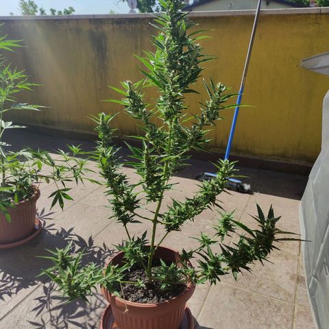 Runtz Auto growlog timeline photo