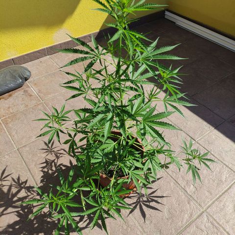 Sunset Sherbet growlog timeline photo